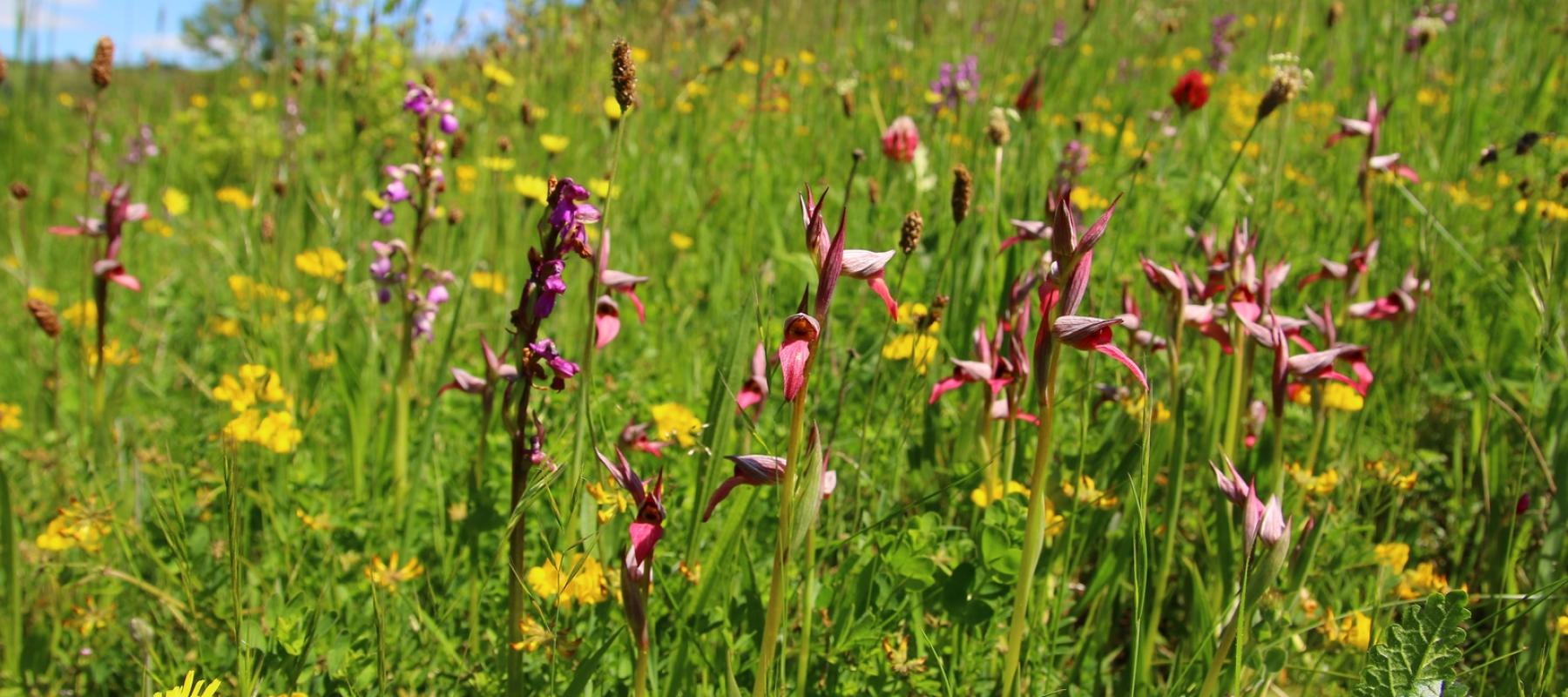 Prairie maigre de fauche à Lagarde Viaur